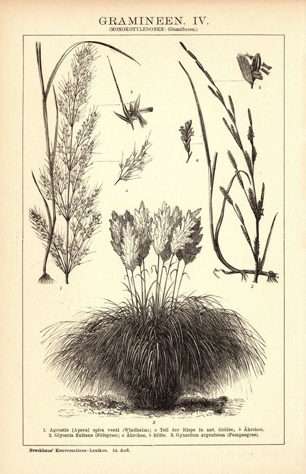 Gramineen III-IV. Buchillustration (Stich) von 1897