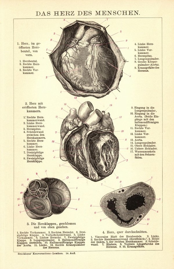 Das Herz des Menschen. Buchillustration (Stich) von 1897