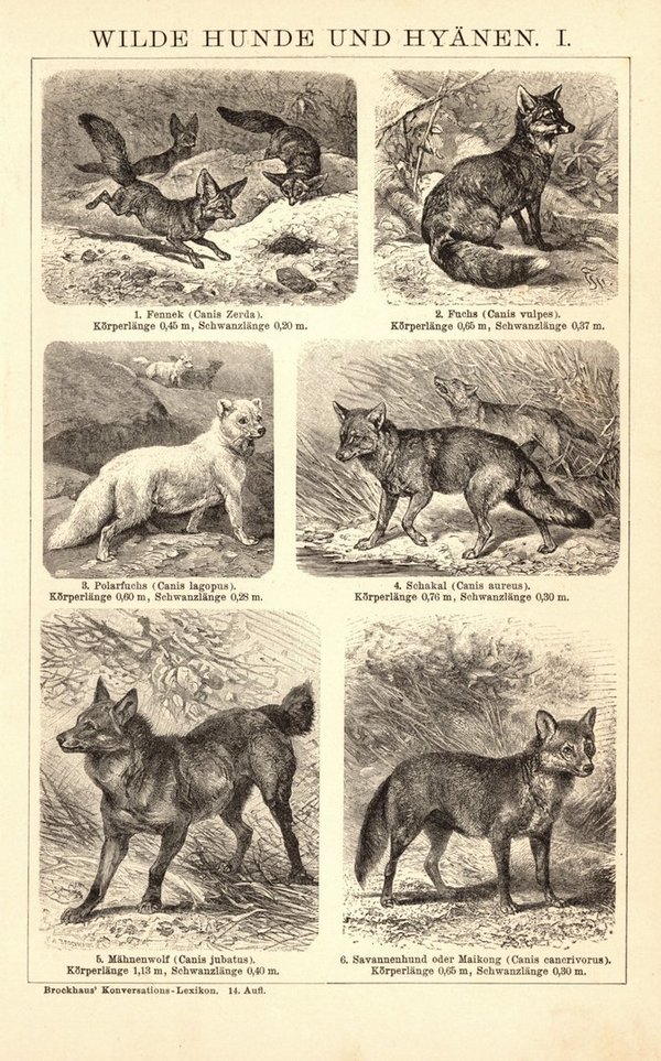 Wilde Hunde und Hyänen. Buchillustration (Stich) von 1897