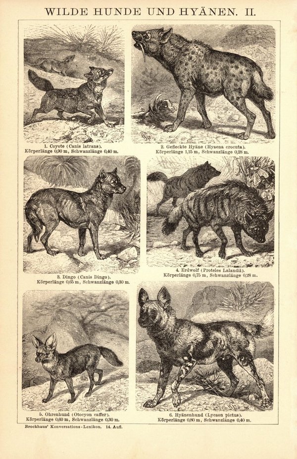 Wilde Hunde und Hyänen. Buchillustration (Stich) von 1897