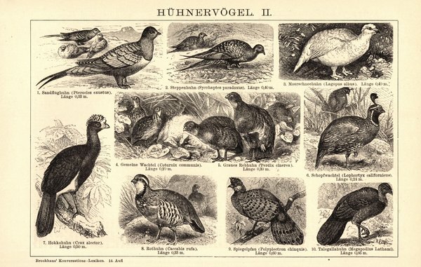 Hühnervögel. Buchillustration (Stich) von 1897