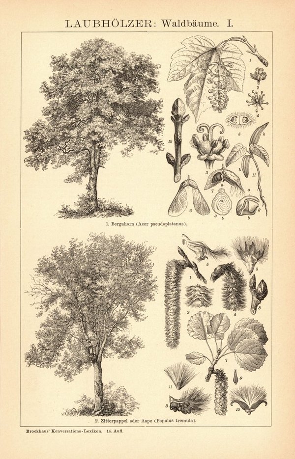 Laubhölzer, Waldbäume I-II. Buchillustration (Stich) von 1897