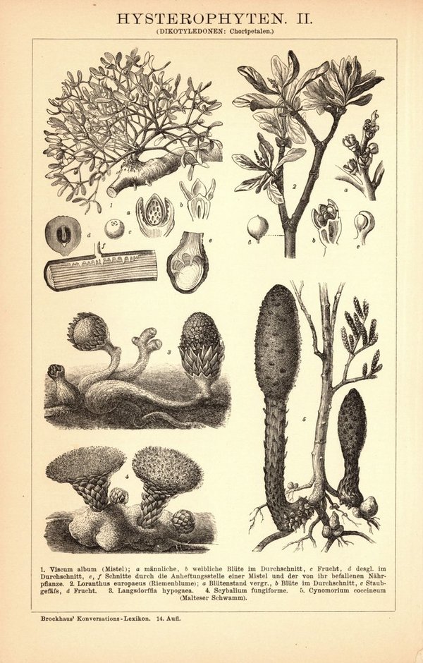 Hysterophyten. Buchillustration (Stich) von 1897