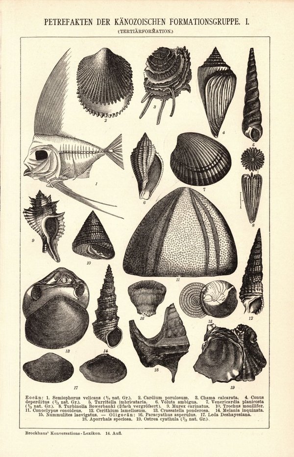 Petrefakten der Känozoischen Formationsgruppe. Buchillustration (Stich) von 1897