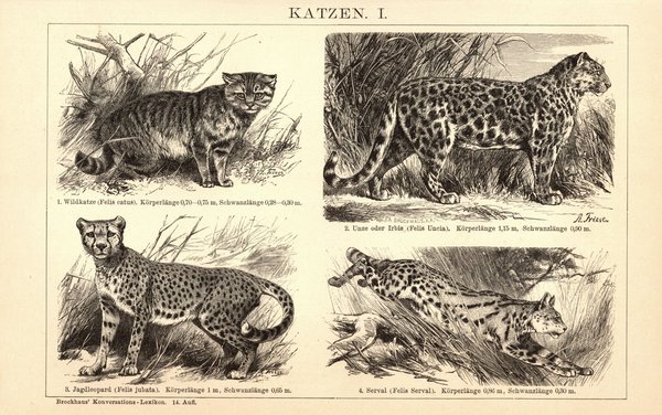 Katzen, Raubkatzen. Buchillustration (Stich) von 1897