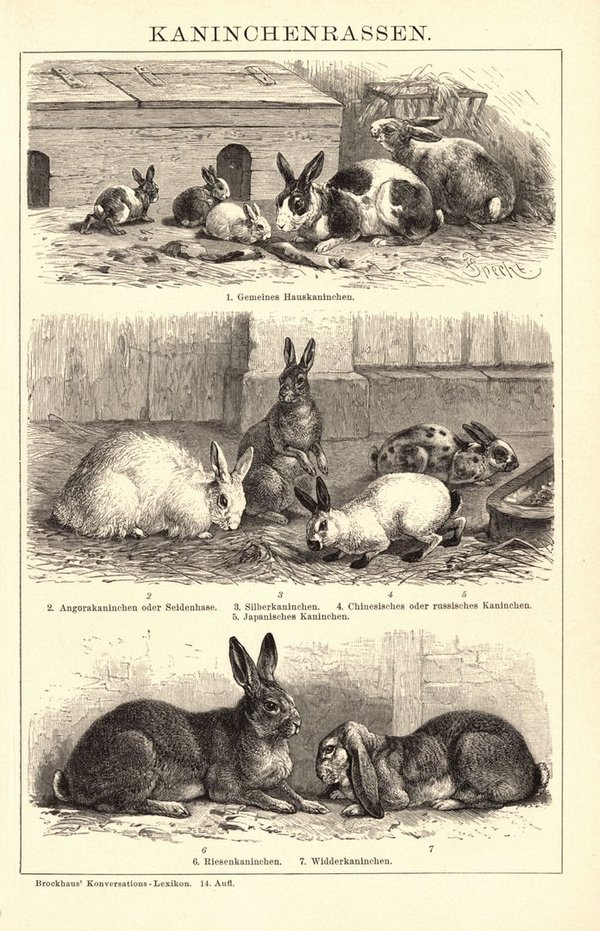 Kaninchenrassen. Buchillustration (Stich) von 1897