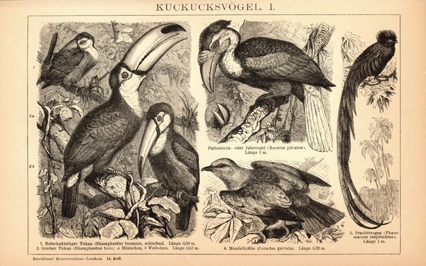 Kuckucksvögel. Buchillustration (Stich) von 1897
