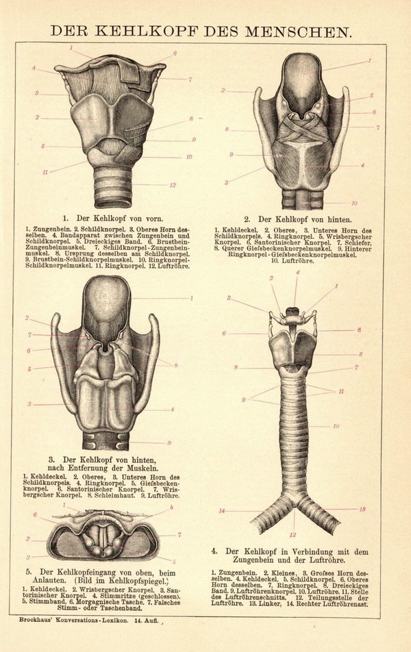 Der Kehlkopf des Menschen. Buchillustration (Stich) von 1897