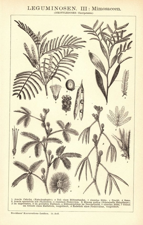 Leguminosen. Buchillustration (Stich) von 1897