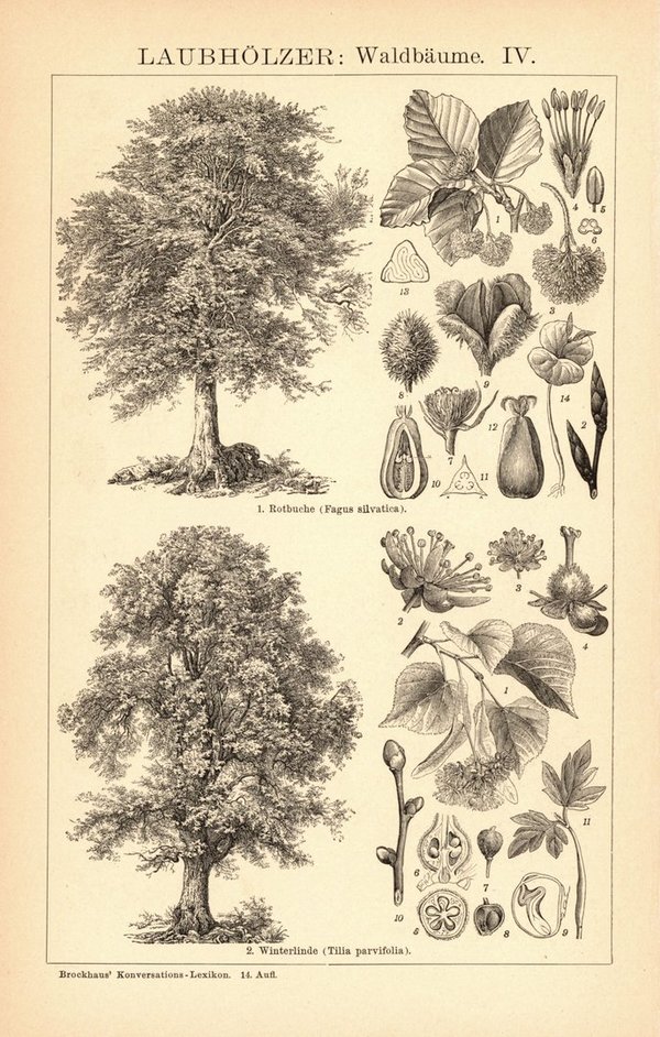 Laubhölzer, Waldbäume III-IV. Buchillustration (Stich) von 1897