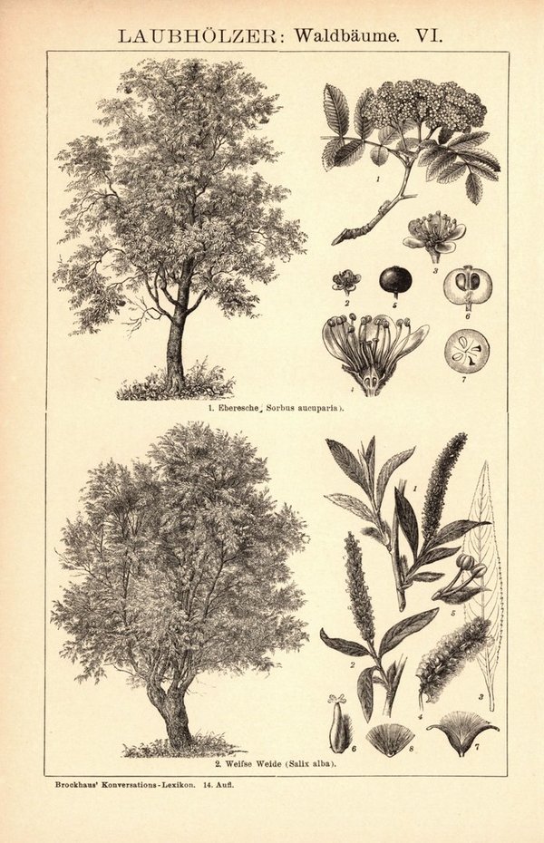 Laubhölzer, Waldbäume V-VI. Buchillustration (Stich) von 1897