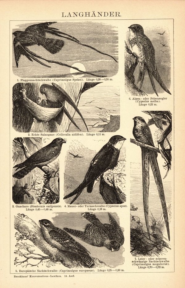 Langhänder, Vögel. Buchillustration (Stich) von 1897