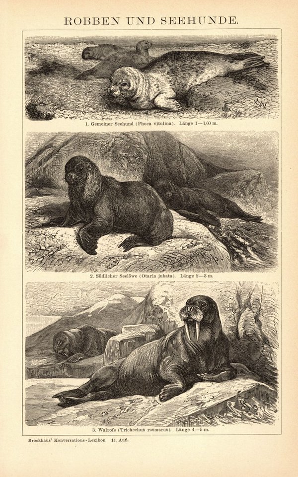 Robben und Seehunde. Buchillustration (Stich) von 1897