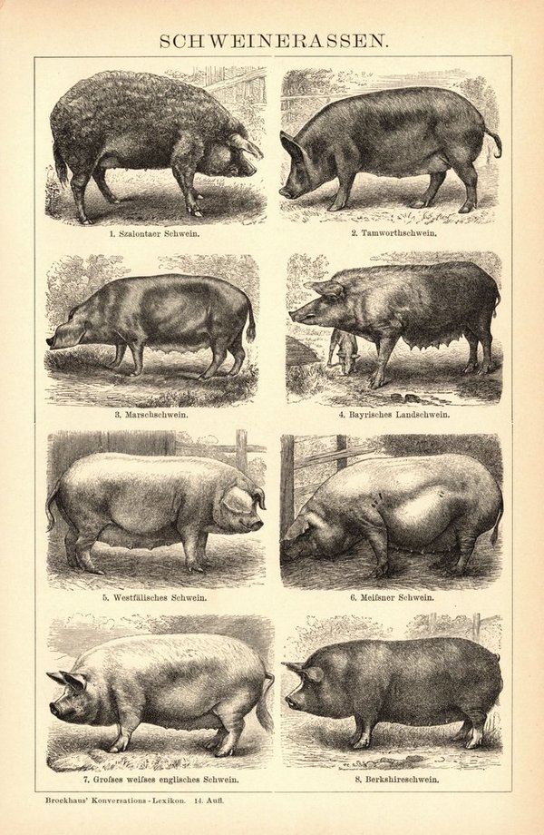 Schweinerassen. Buchillustration (Stich) von 1897