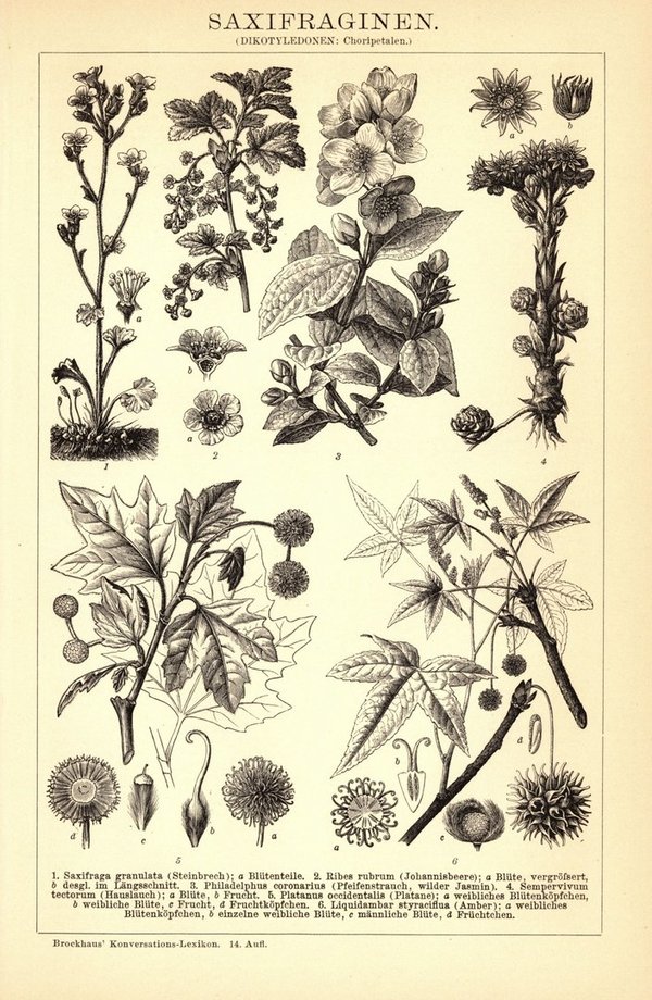 Saxifraginen. Buchillustration (Stich) von 1897