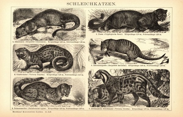 Schleichkatzen. Buchillustration (Stich) von 1897