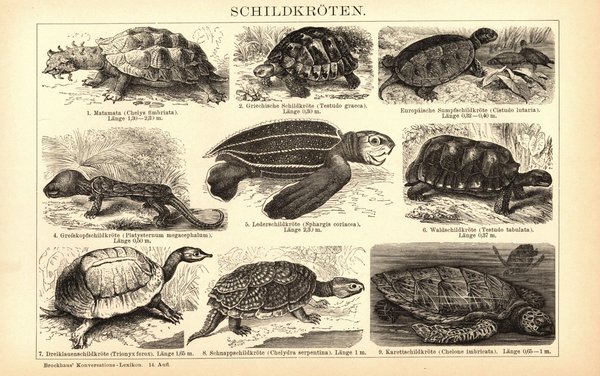 Schildkröten. Buchillustration (Stich) von 1897
