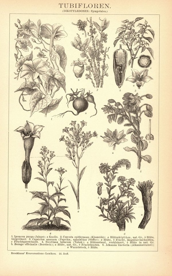 Tubifloren. Buchillustration (Stich) von 1897