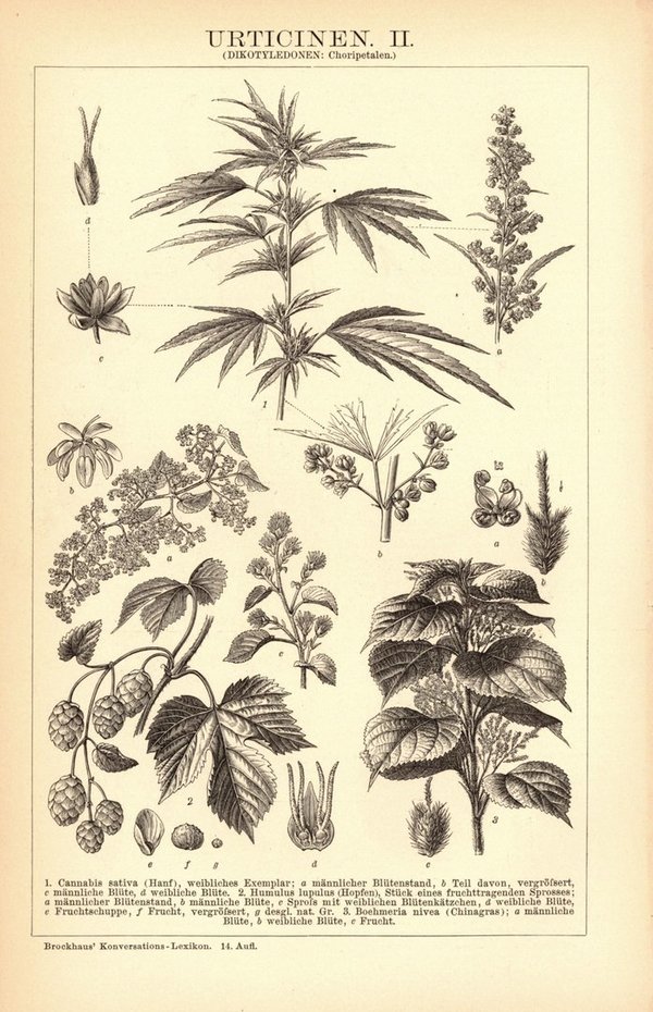 Urticinen. Buchillustration (Stich) von 1897