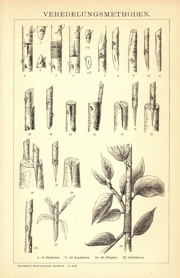 Veredelungsmethoden. Buchillustration (Stich) von 1897
