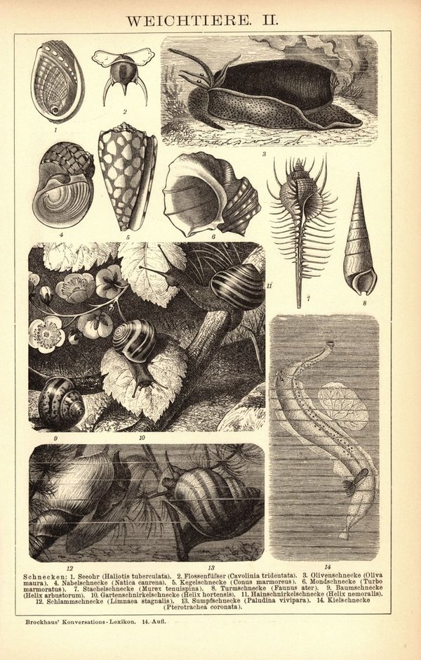 Weichtiere, Muscheln, Schnecken . Buchillustration (Stich) von 1897