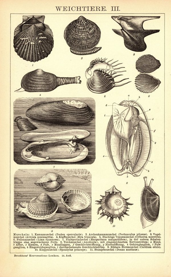 Weichtiere, Muscheln, Schnecken . Buchillustration (Stich) von 1897
