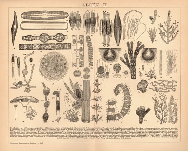Algen. Buchillustration (Stich) von 1897