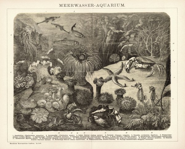 Meerwasser-Aquarium. Buchillustration (Stich) von 1897