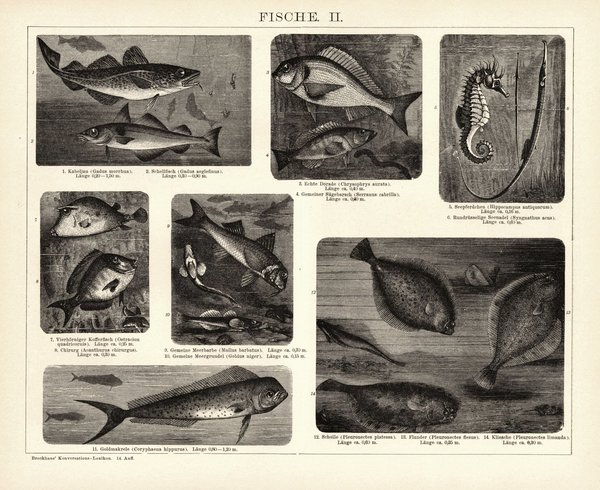 Fische I-III. Buchillustration (Stich) von 1897