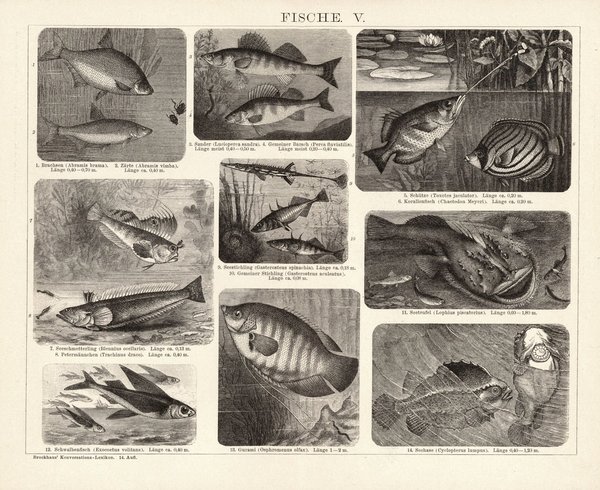 Fische IV-VI. Buchillustration (Stich) von 1897