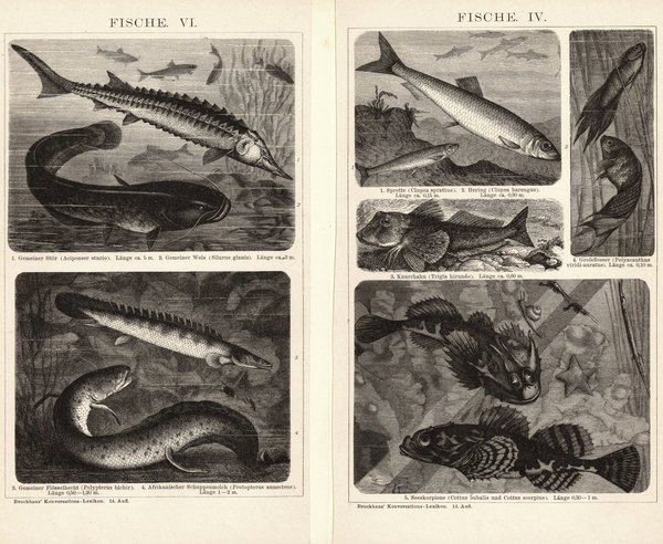 Fische IV-VI. Buchillustration (Stich) von 1897