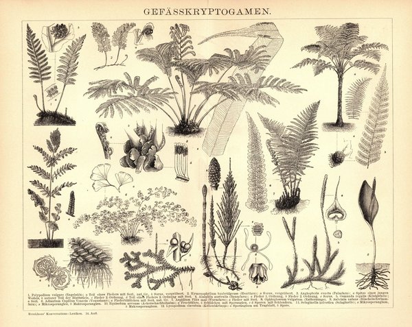 Gefässkryptogamen. Buchillustration (Stich) von 1897