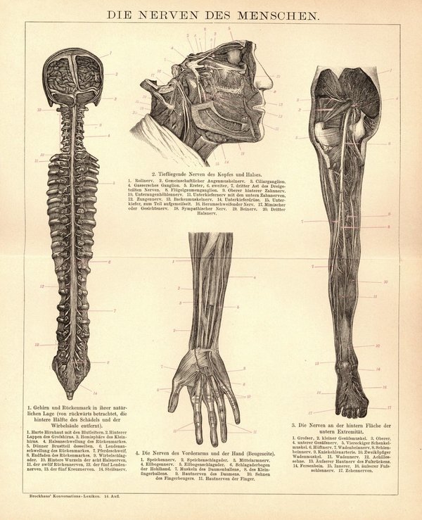 Die Nerven des Menschen. Buchillustration (Stich) von 1897