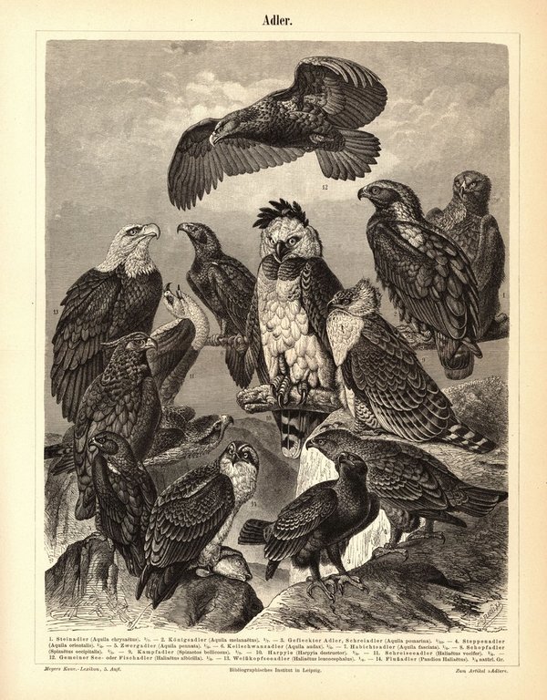 Adler. Buchillustration (Stich) von 1893