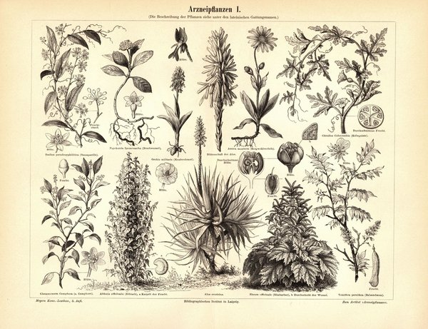 Arzneipflanzen I. Buchillustration (Stich) von 1893