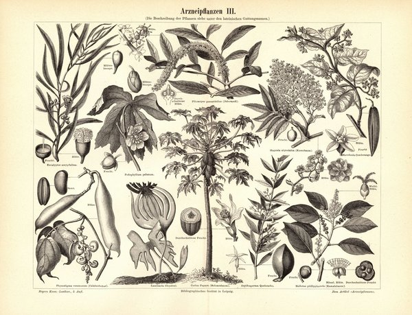 Arzneipflanzen III. Buchillustration (Stich) von 1893