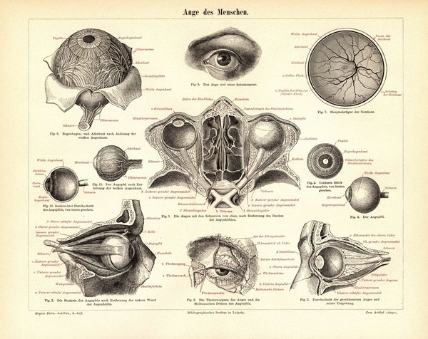 Auge des Menschen. Buchillustration (Stich) von 1893