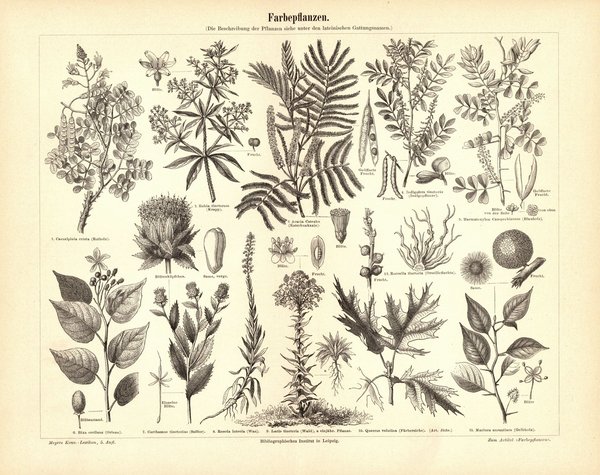 Farbepflanzen. Buchillustration (Stich) von 1895