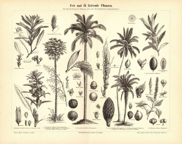 Fett und Öl liefernde Pflanzen. Buchillustration (Stich) von 1895