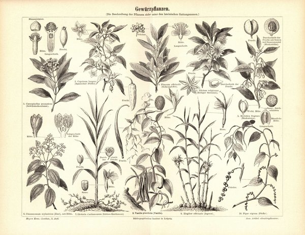 Gewürzpflanzen. Buchillustration (Stich) von 1894