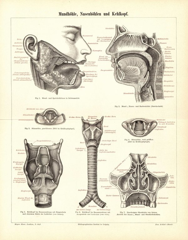 Mundhöhle, Nasenhöhlen und Kehlkopf. Buchillustration (Stich) von 1897
