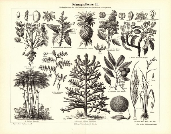 Nahrungspflanzen III. Buchillustration (Stich) von 1897