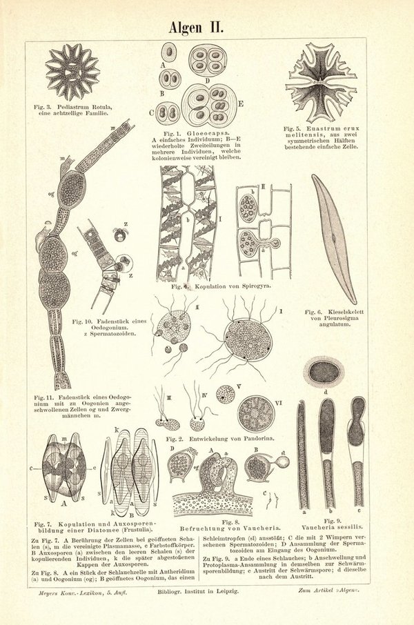 Algen. Buchillustration (Stich) von 1893