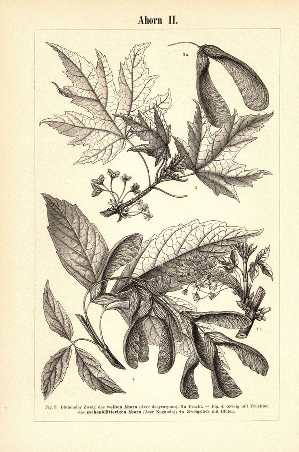 Ahorn. Buchillustration (Stich) von 1893