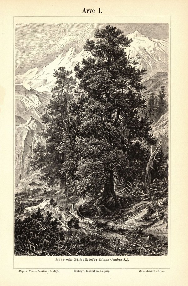 Arve. Buchillustration (Stich) von 1893