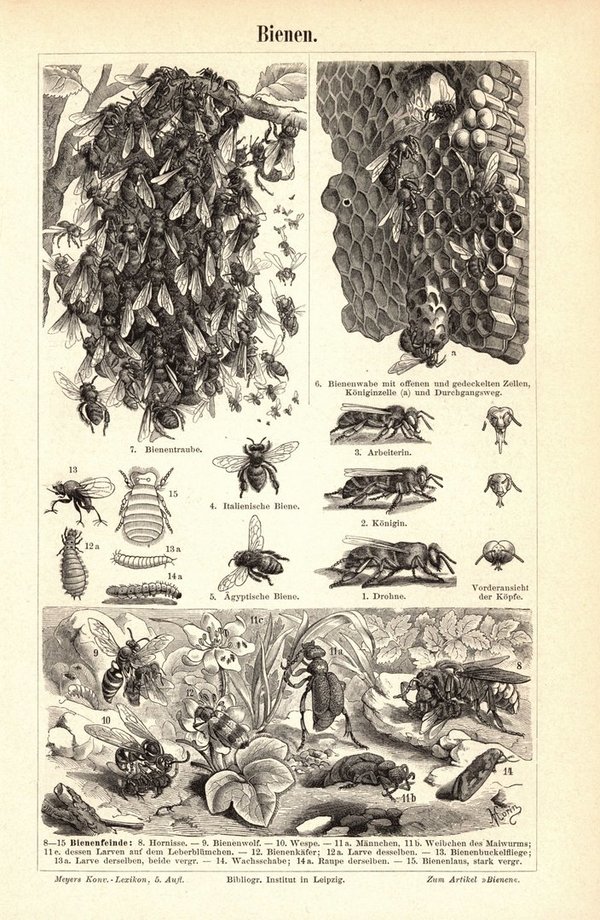 Bienen . Buchillustration (Stich) von 1893