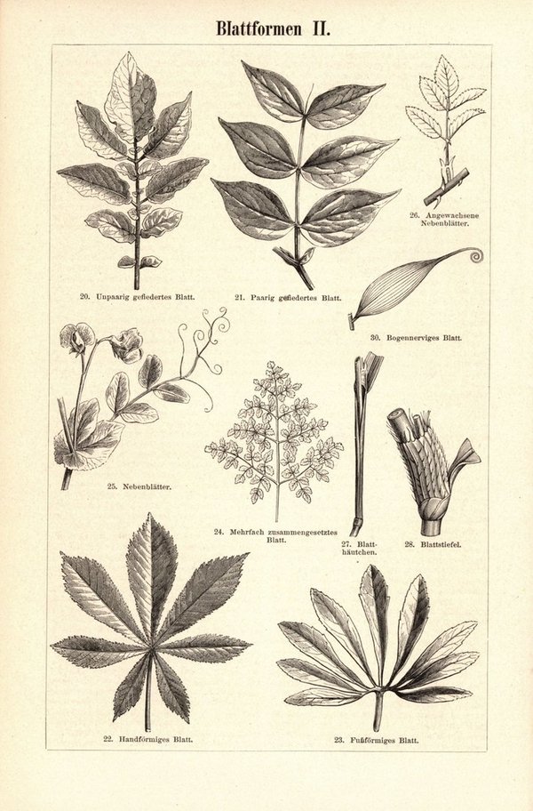 Blattformen. Buchillustration (Stich) von 1893