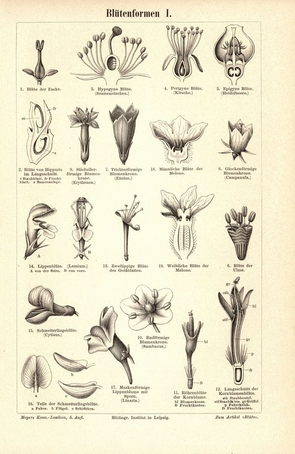 Blütenformen. Buchillustration von 1893