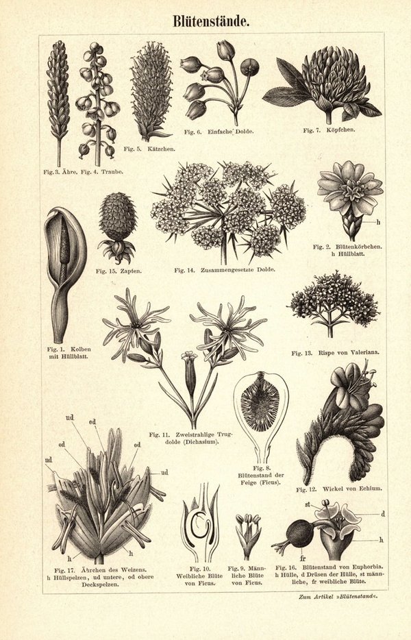Blütenbestäubung. Buchillustration (Stich) von 1893