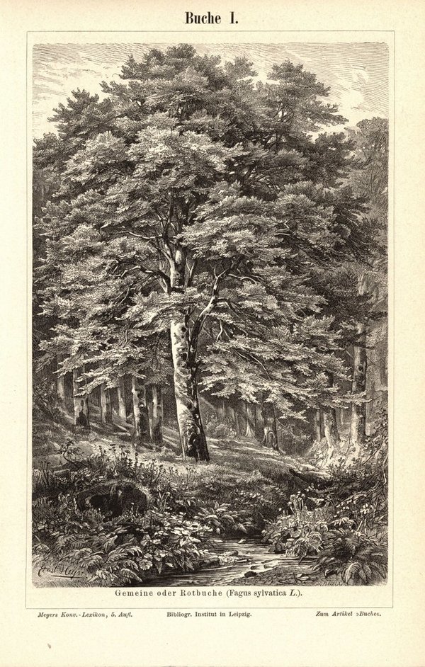 Buche. Buchillustration (Stich) von 1893